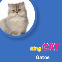 King Cat Gatos
